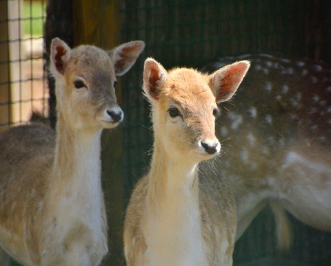 Sortides escolars La Granja