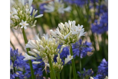 Mas Salvador Rural Experience