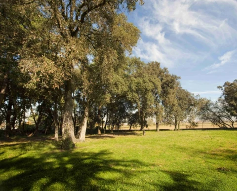 El Bosc de la Massana