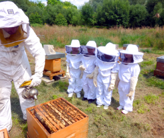 sortides apicultura