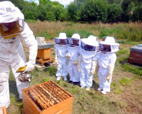 sortides apicultura