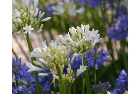 Mas Salvador Rural Experience