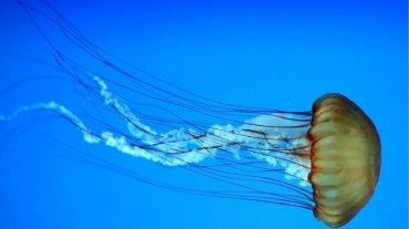 ¿Porqué pican las medusas y qué hacer si te pica una?