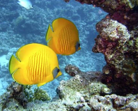 Trabajos de síntesis mar