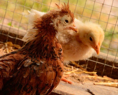 Salidas escolares La Granja