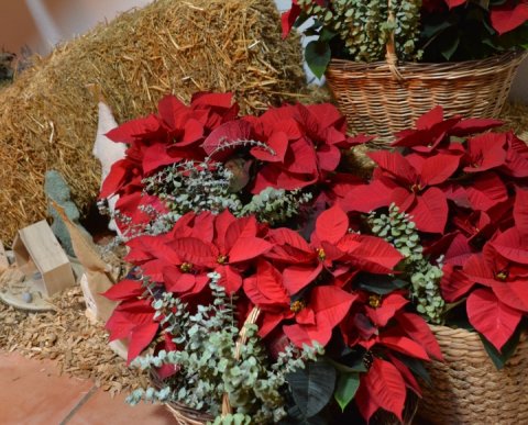 PUENTE DE DICIEMBRE EN ALDRIC