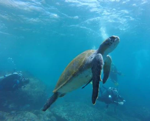 Trabajos de síntesis mar