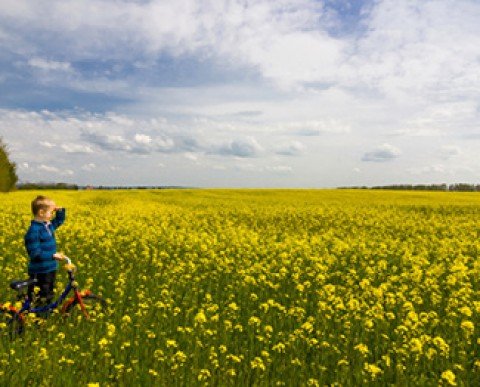 FINES DE SEMANA TODO LA AÑA EN CASAS DE COLONIAS